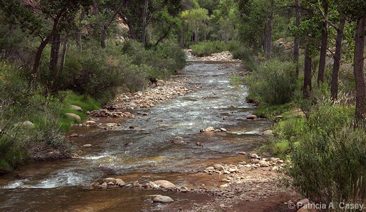 Bright Angel Creek - Bottom of the Grand Canyon - ID: 4353225 © Patricia A. Casey