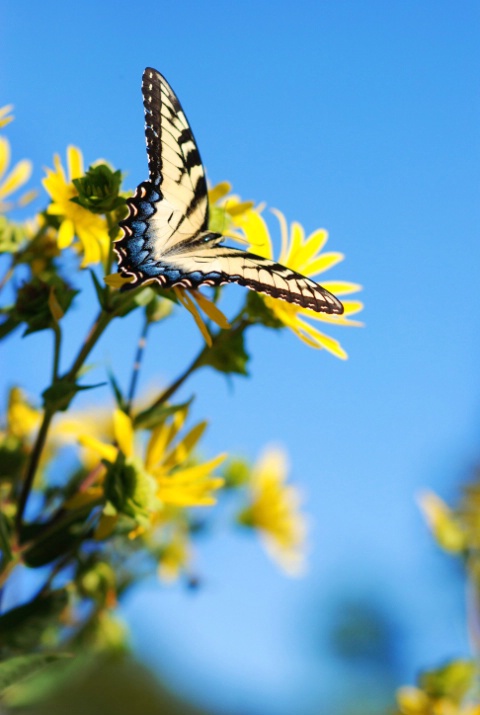 Portrait of a Butterfly