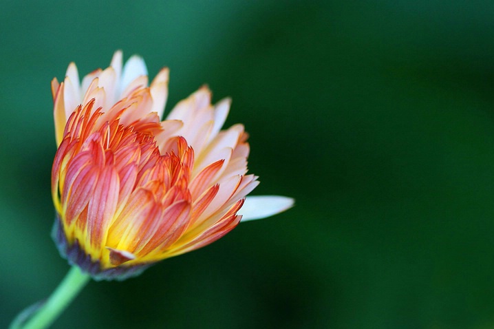 Calendula - ID: 4355872 © Janine Russell