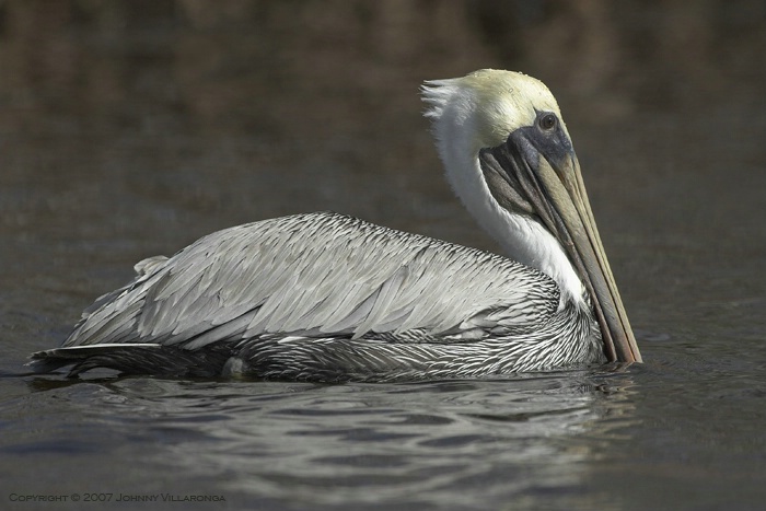 Brown Pelican