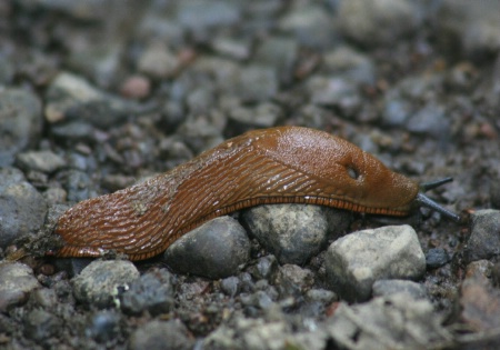 Slug