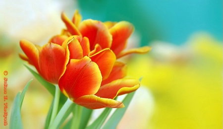Heavenly Tulips