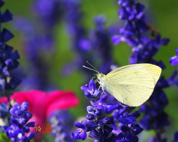 Yellow Sulphur