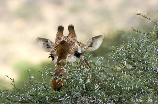 Giraffe in Bushes
