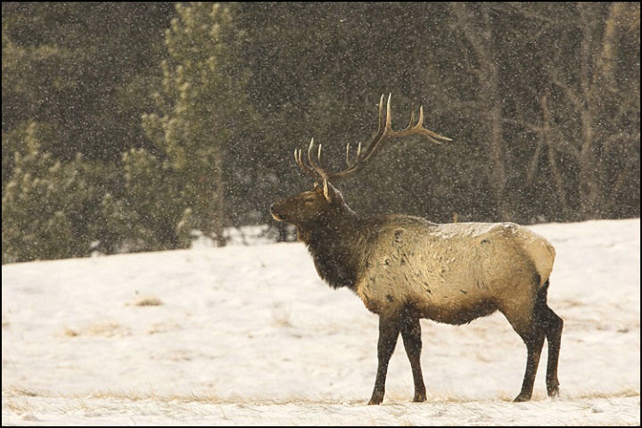 Snowy Elk