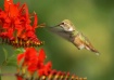 Hummingbird Zone