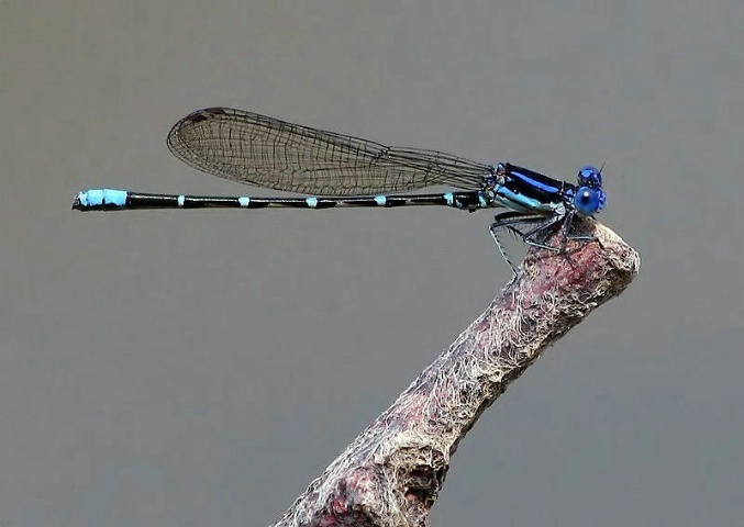 Blue-ringed Dancer