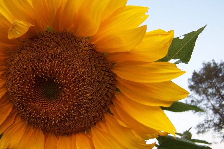 Ohio summer sunflower