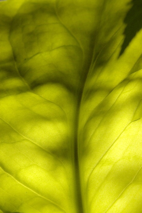 Backlighting Skunk Cabbage