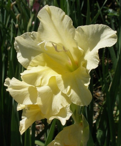 Yellow Gladioluses 2