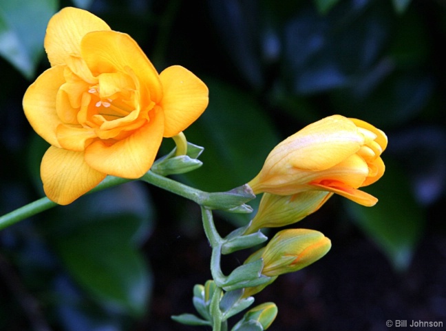 Yellow Freesia