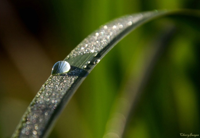 Morning Dew with Bokeh