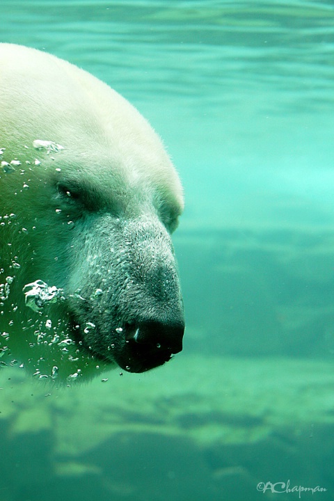 Blowing Bubbles