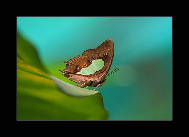 greeny butterfly 