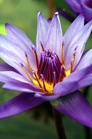 Little Purple Water Lily