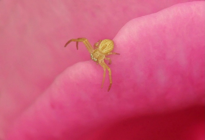Resting on Pink