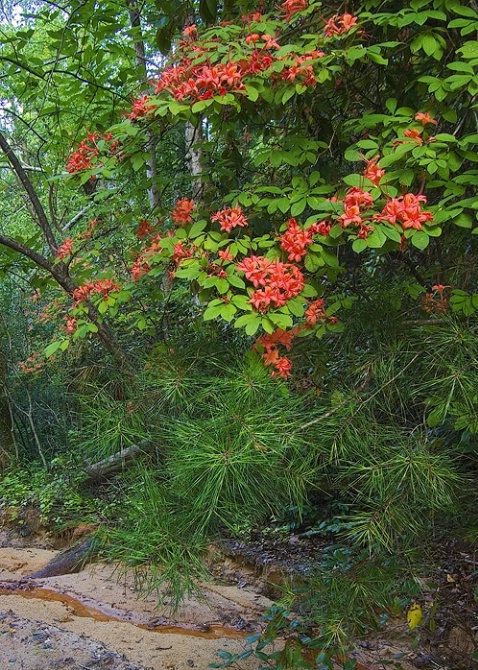 Plumleaf Azalea #1 - ID: 4369361 © george w. sharpton