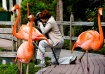 Among Flamingos