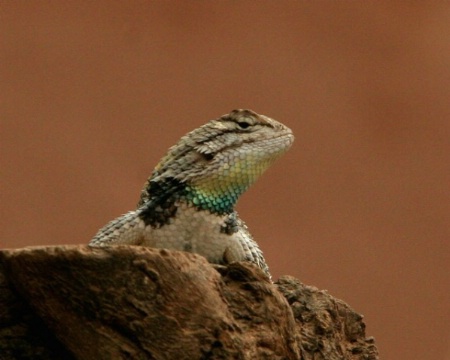 Desert Spiney Lizard
