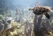 Hawksbill Turtle
