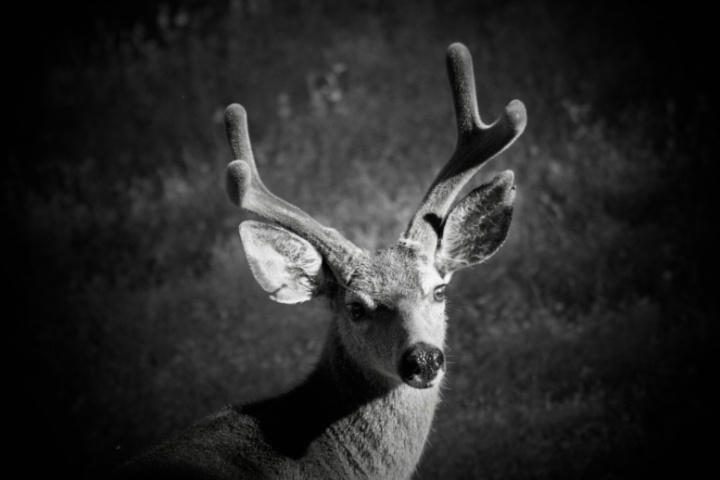 Blacktail Buck Portrait