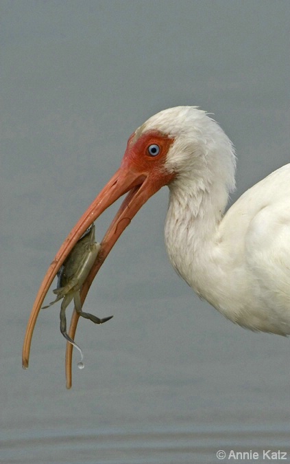 Ibis with Crab - ID: 4371387 © Annie Katz