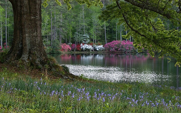 Springtime in Callaway - ID: 4371456 © Vicki Tillard