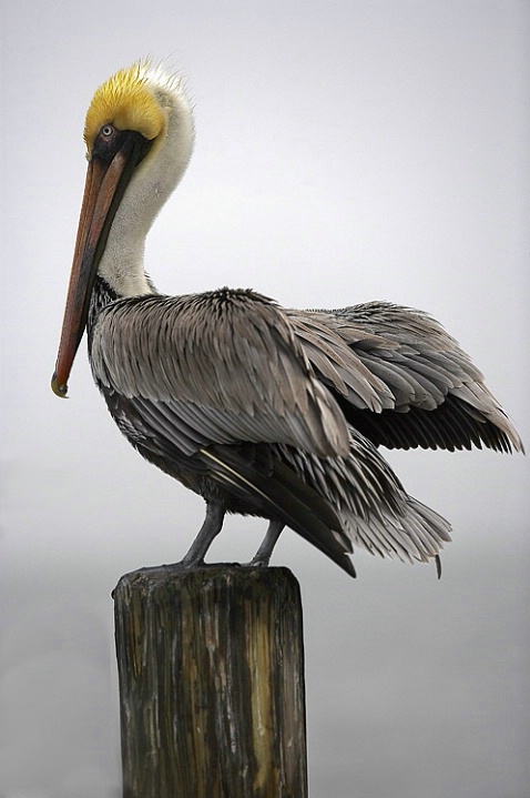 Brown Pelican in Fog - ID: 4371477 © Michael Wehrman