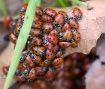 Ladybug Season