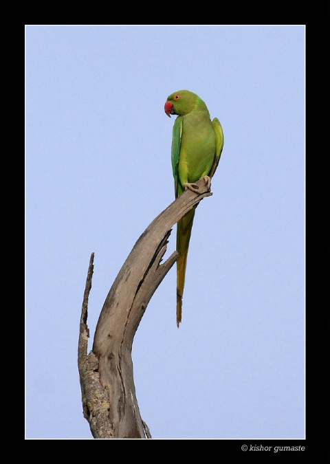Posing Parakeet