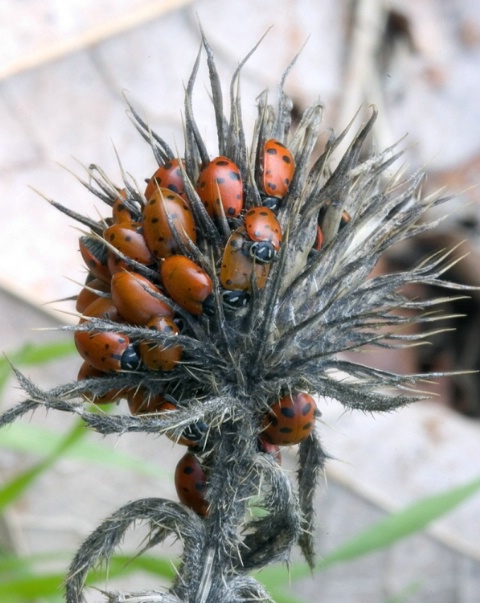Ladybugs on a Thistle