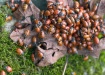 More Ladybugs