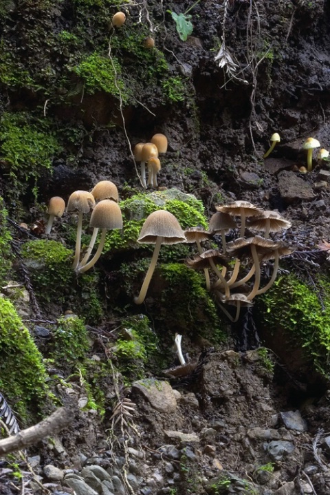 Mushrooms at Redwood Park