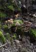 Mushrooms at Redw...