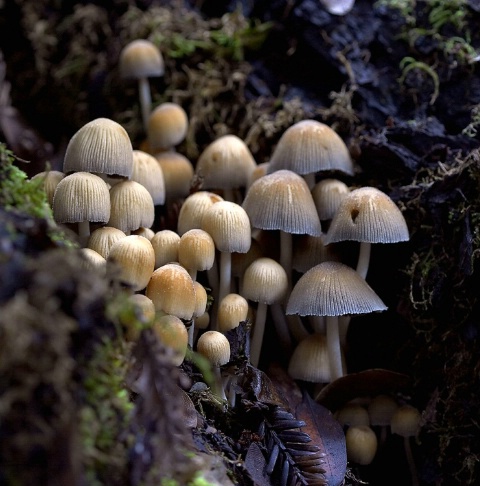 Mushrooms in Crevice
