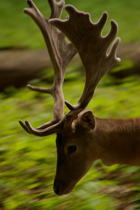 On the hoof