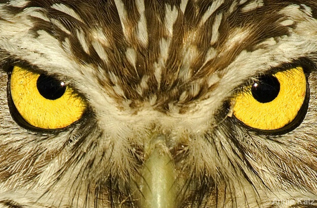 Owl Eyes - ID: 4376631 © Annie Katz