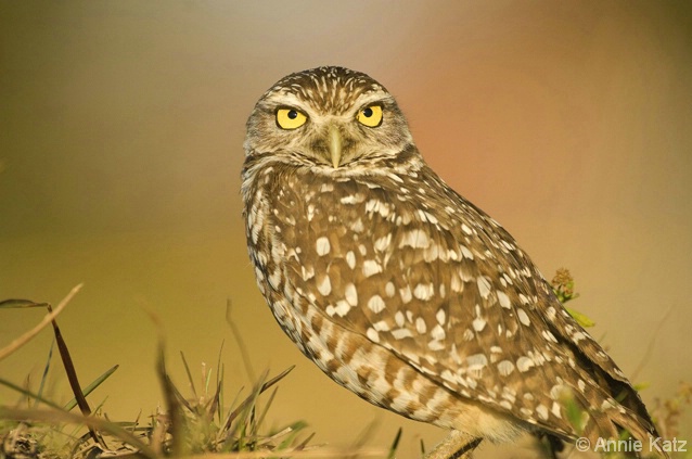 Pastel Owl - ID: 4376633 © Annie Katz