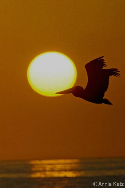 Pelican Into the Sun - ID: 4376634 © Annie Katz