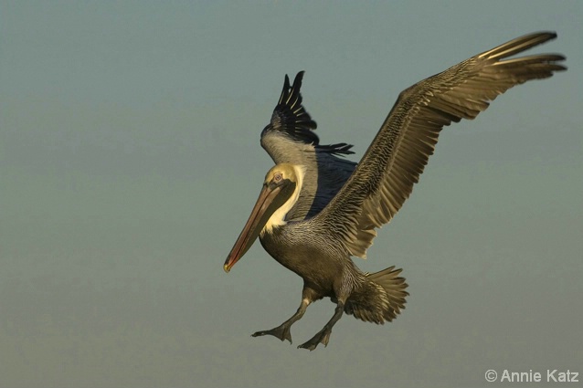 Pelican - ID: 4376636 © Annie Katz