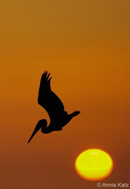 Pelican Over the Sun - ID: 4376639 © Annie Katz