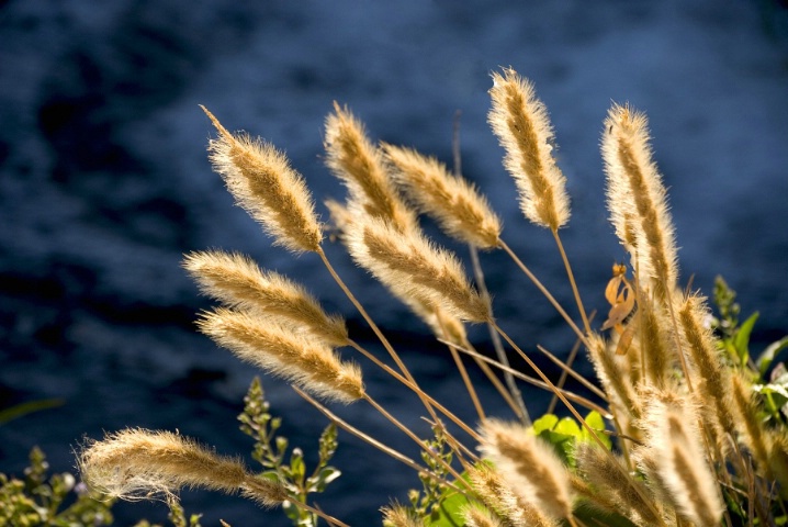 In the breeze