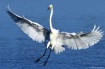 Graceful