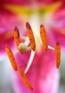 Tiger Lily
