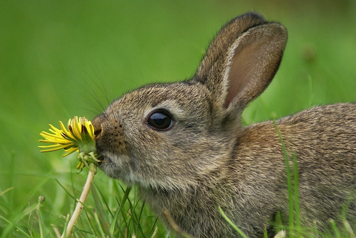 Dandelion Patrol