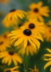 Summer Sunshine