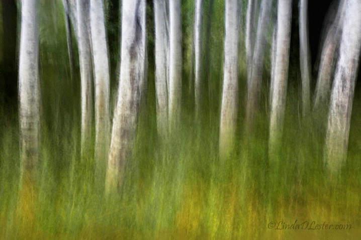 Colorado Aspens