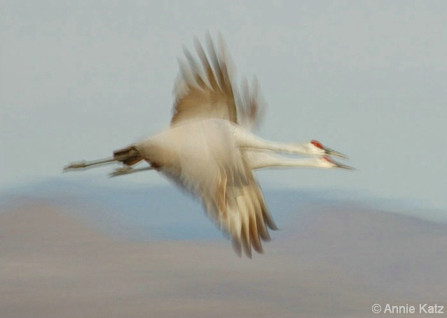Blurred Cranes in Flight