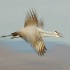 © Annie Katz PhotoID # 4383302: Blurred Cranes in Flight