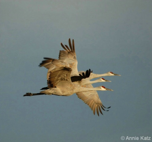 Three Sand Hill Cranes - ID: 4383325 © Annie Katz